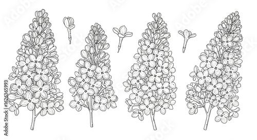 Minimalist Vector SVG Illustration of Flower Sprigs with Blossoms in Monochrome Line Art Style for Botanical Design
