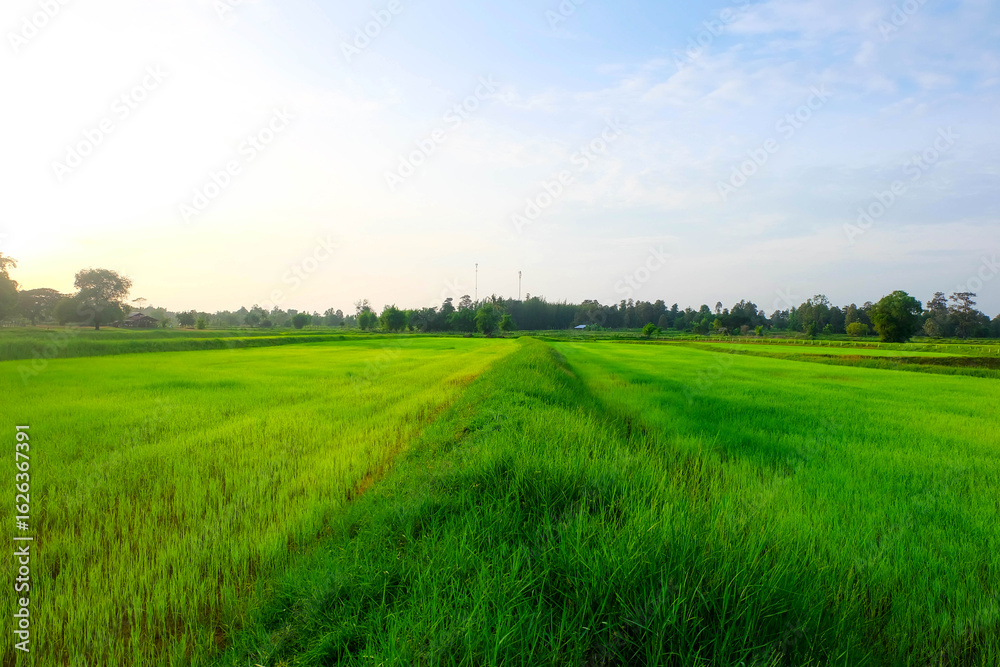 Fototapeta premium Green rice field atmosphere.