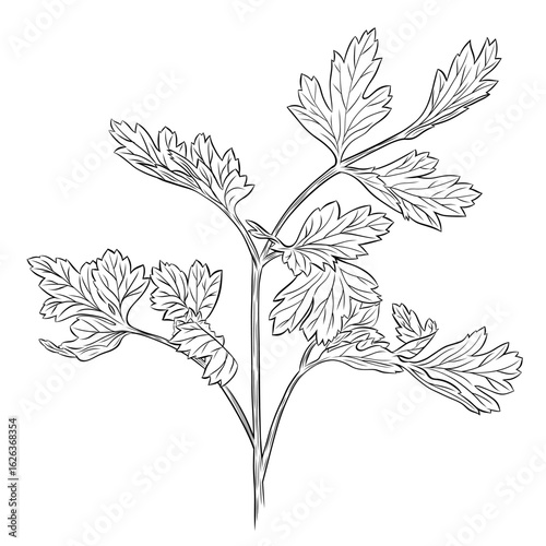 Monochrome botanical fragrant herb drawing of parsley plant isolated on white background. Graphic hand drawn ink black and white vector. Good for cooking, spa, medicinal tea, and garden, beauty