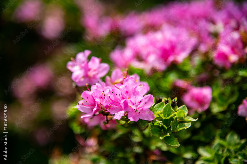 Fototapeta premium 万年山のミヤマキリシマ