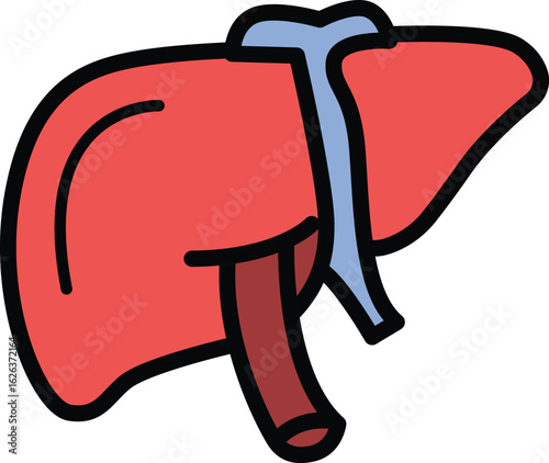 Human Liver Anatomy