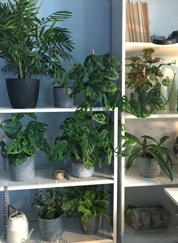 Urban jungle vibe in a minimalist home. Monstera, palm, and other leafy plants in pots arranged neatly on open shelves bring nature indoors and enhance modern home decor.