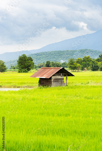 A scenic landscape of growth rice field in Thailand with a little hut, mountain and cloudy sky in background with greenery nature and trees of a countryside.