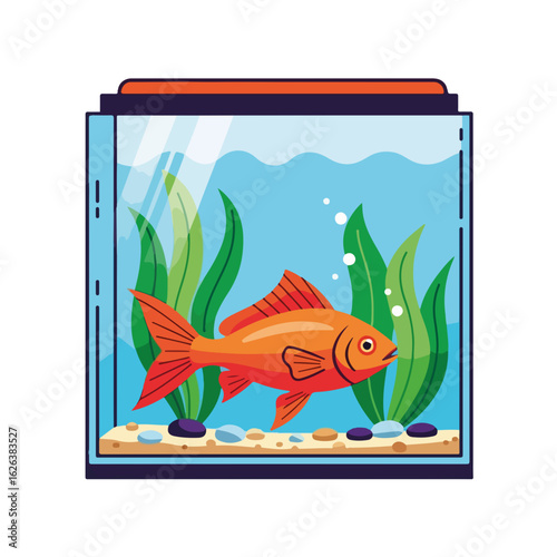 Orange goldfish in glass aquarium with green plants.  Goldfish swimming in home aquarium tank filled with water and aquatic plants.