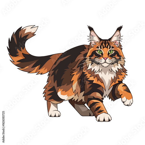 Graceful maine coon cat walks elegantly against a white backdrop, showing off vibrant tabby markings. Maine coon cat demonstrates breed’s distinguished appearance with fluffy tail, tufted ears,