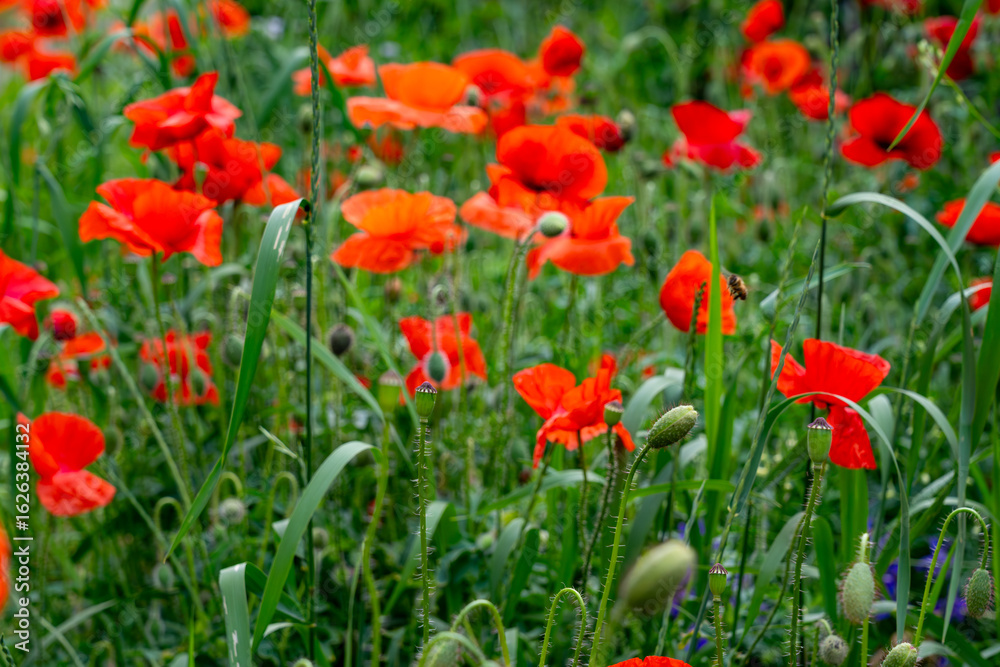 Fototapeta premium Vibrant poppy flowers bloom in a lush green field under bright sunlight in early summer