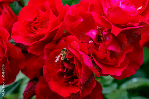 Bees pollinating vibrant red roses in a sunny garden during springtime blooms