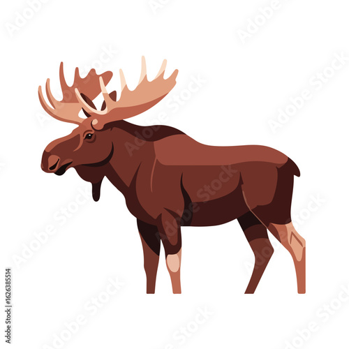 Majestic moose Alces alces with large antlers standing on white background. Moose illustration shows powerful animal with impressive horns. Image of moose is perfect for wildlife magazines,