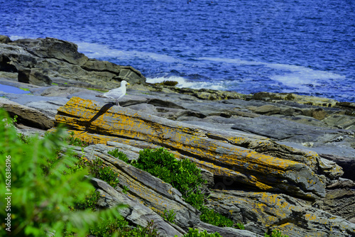 Mossy Roost for a Seagull