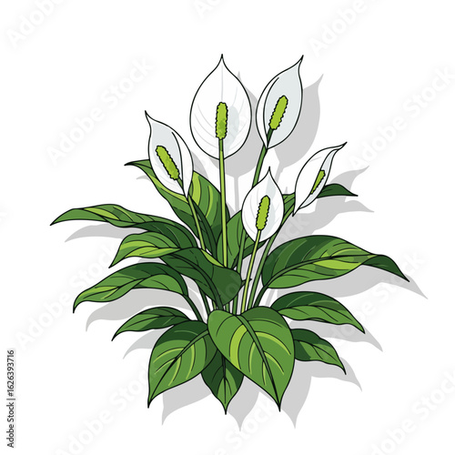 Captivating peace lily plant in full bloom, showcasing elegant white blossoms and lush green leaves. Peace lily plant in decorative pot, ideal for home decor or office setting,