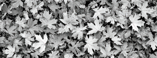Close Up View Of White Leaves Over Black Background With Red Dots Detailing An Abstract Nature Pattern
