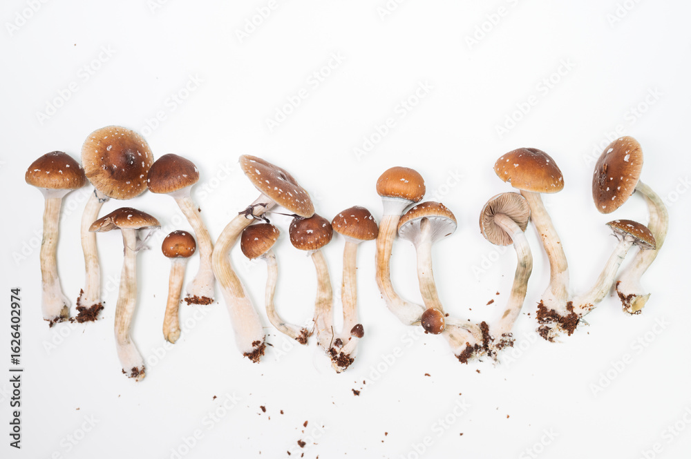 Fototapeta premium Psilocybin Mushrooms Light Background Psychedelic Medicine Organic Therapeutic
