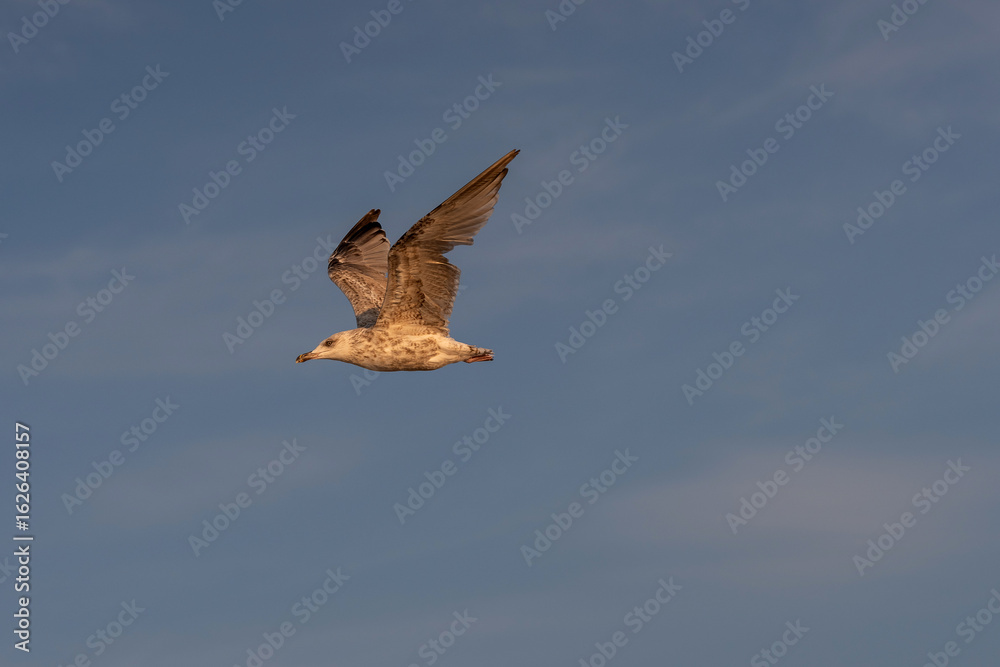 Obraz premium Clear and detail photo of seagull mid-flight against a bright blue sky with scattered soft clouds. Image captures the elegant and grace of bird in motion, creating clean and uplifting composition