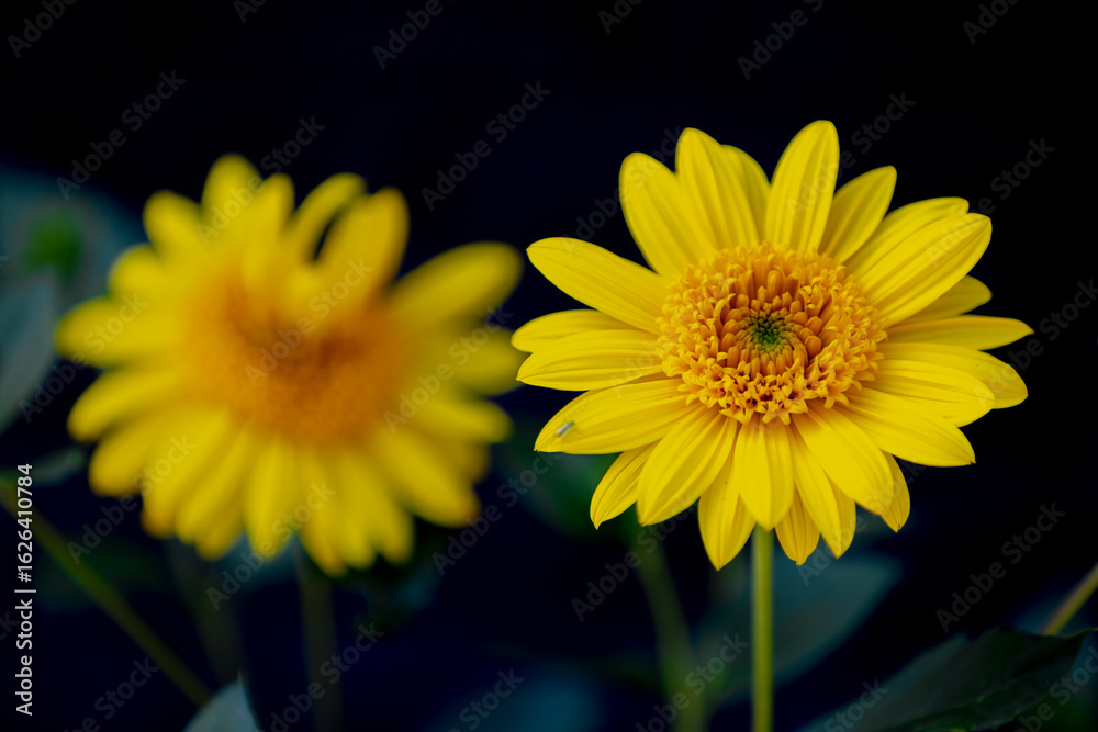Obraz premium Selective focus of golden yellow flowers in garden, Tithonia diversifolia is a species of flowering plant in the family Asteraceae that is commonly known as Mexican sunflower, Nature floral background