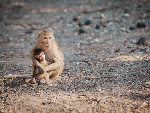 Photography Macaca or mother monkey protects her cubs in a tropical forest