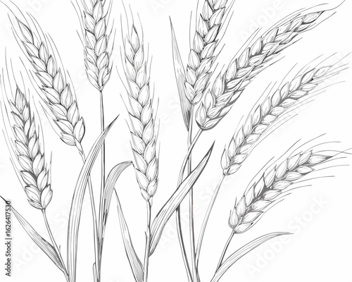 ears of wheat