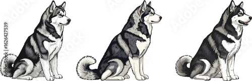 Alaskan Malamute Dogs Sitting Side View Canine Vector illustration Set