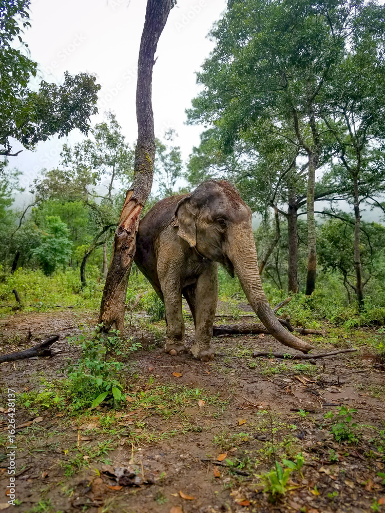 Obraz premium Asian Elephant Rubbing Against Tree