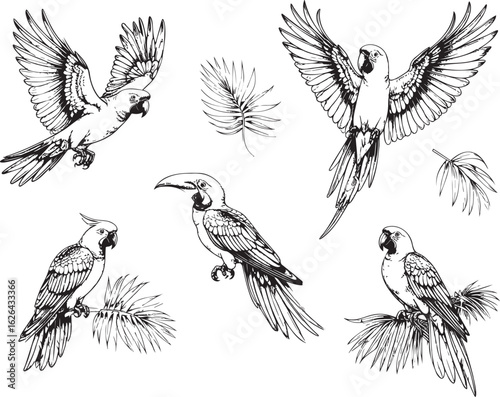 Jungle Companions: Vintage Parrot and Toucan Sketch