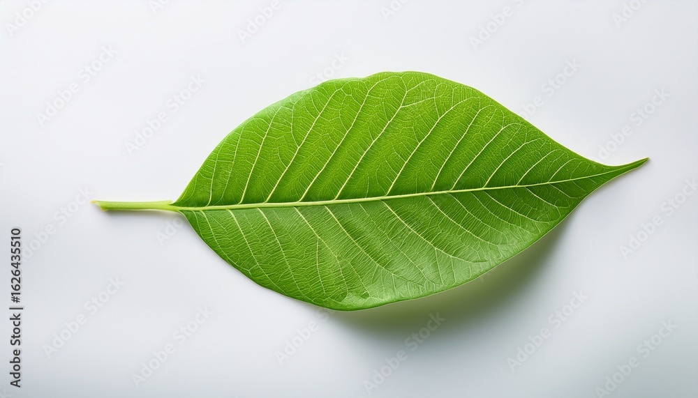 Fototapeta premium single green leaf symbol of nature growth and sustainability isolated on transparent background