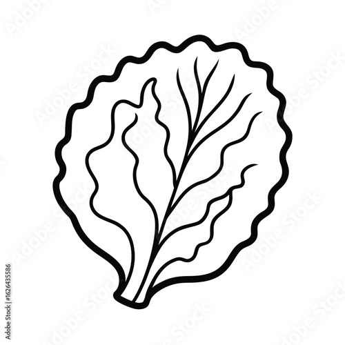 lettuce leaf clipart vector