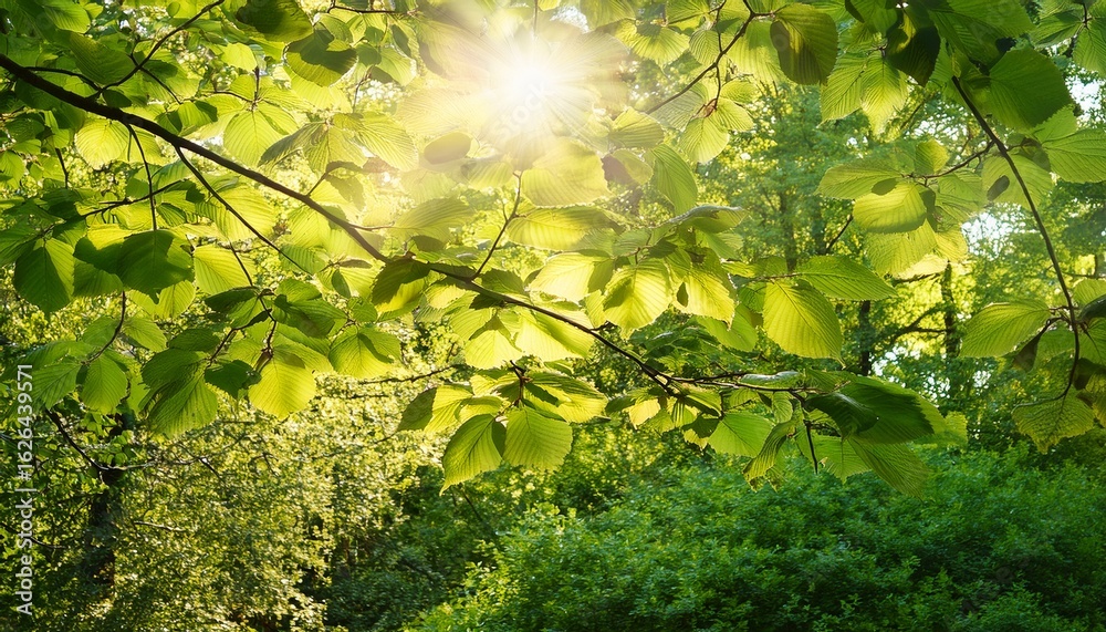 Fototapeta premium bright summer foliage with sunlight filtering through leaves