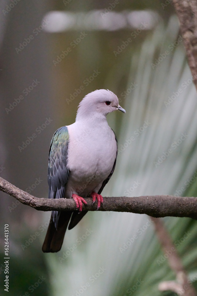 Obraz premium Green Imperial Pigeon (Ducula aenea) perched on branch with blurred subtropical palm foliage at Tai Mo Shan, Hong Kong. Large arboreal pigeon with iridescent green wings, pale pinkish-gray body