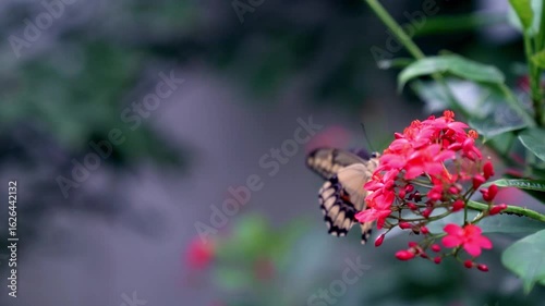 Close-up shot of a tiger swallowtail butterfly, with its distinctive wings, perched on red flowers