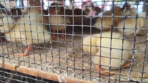 Cute domestic gosling playing joyfully inside a small wire cage, newborn yellow duck, adorable farm animal scene perfect for pet lovers.