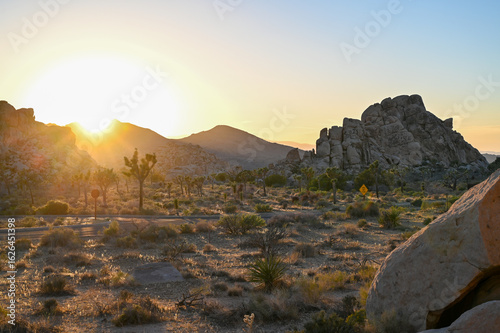 Joshua Tree National Park rocks painted with golden hour light, showcasing desert’s raw and sculptural beauty.