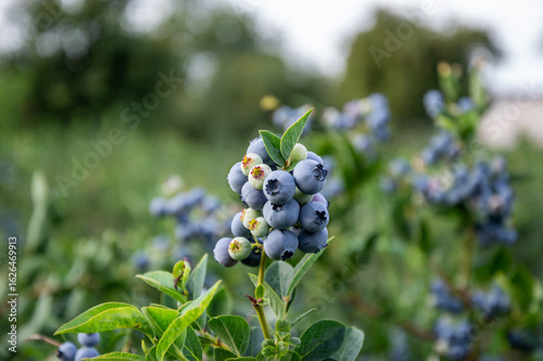Bright blueberries grow in abundance on their leafy branches, waiting to be picked in a sunny agricultural field