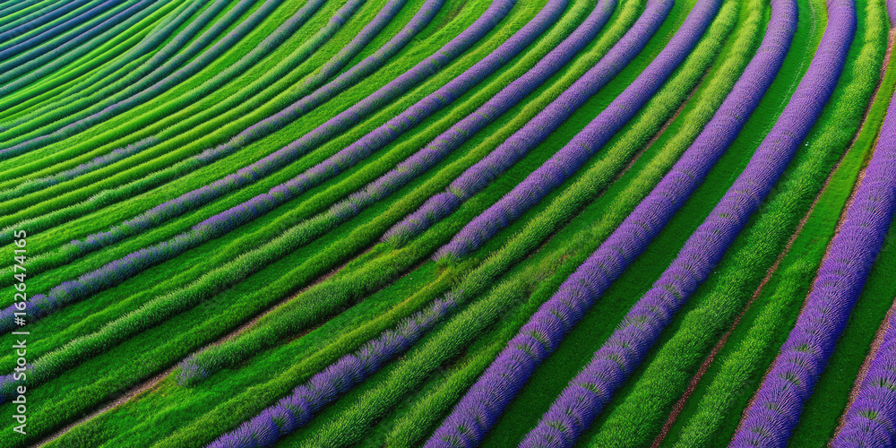 Fototapeta premium Lavender fields are shown in curving rows with green grass between them. Concept: Nature, agriculture, harmony
