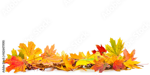 pile of fall leaves isolated, autumn natural background
