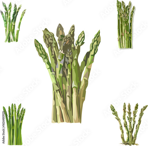 asparagus set of vegetables and tubers in color style isolated on white