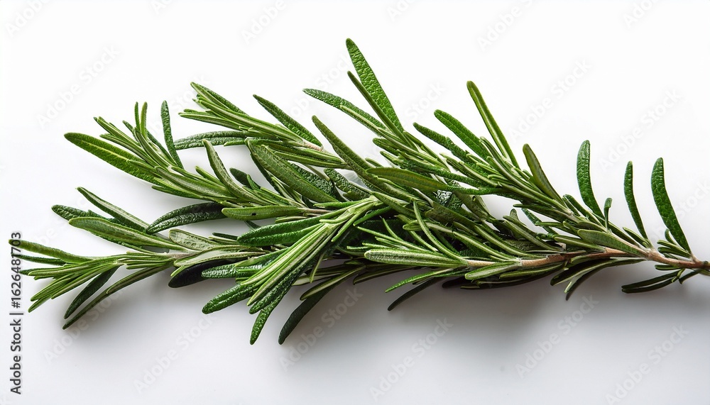 Fototapeta premium rosemary on white background