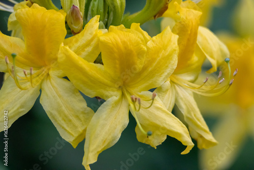 Close-up of vibrant yellow azalea flowers in full bloom – spring nature scene
