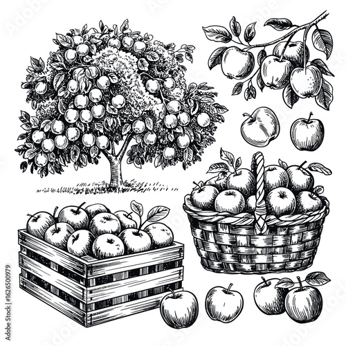 Vintage sketch of apples in a crate basket and on a tree