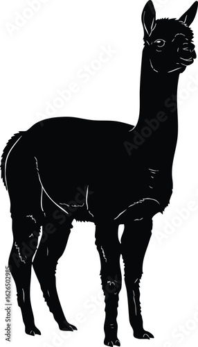 Alpaca Vector Silhouette