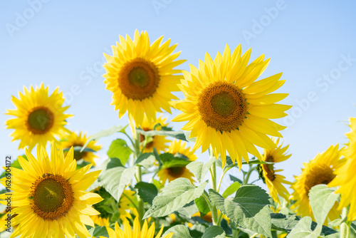 夏の陽気、ひまわり畑と青空