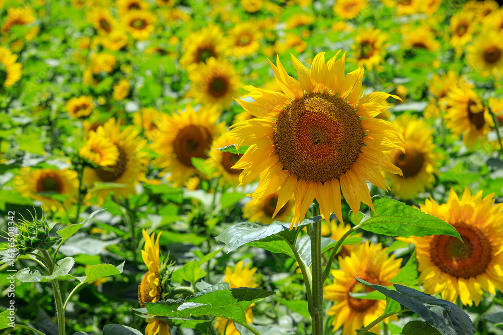 Obraz premium 태백 구와우해바라기마을 해바라기