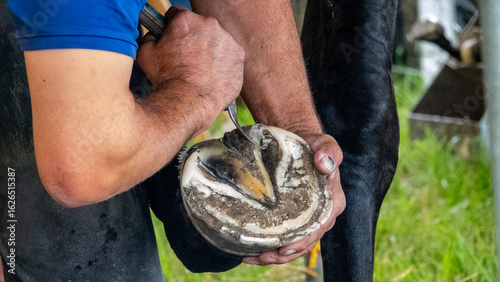 Photos A farrier trimming a horse's hoof