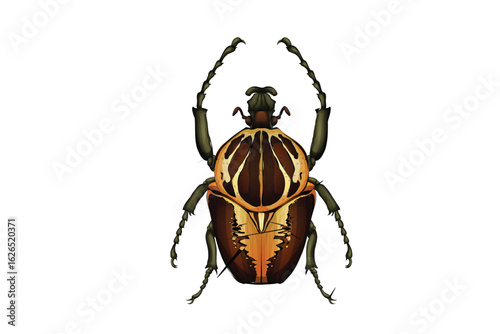 black beetle isolated on white