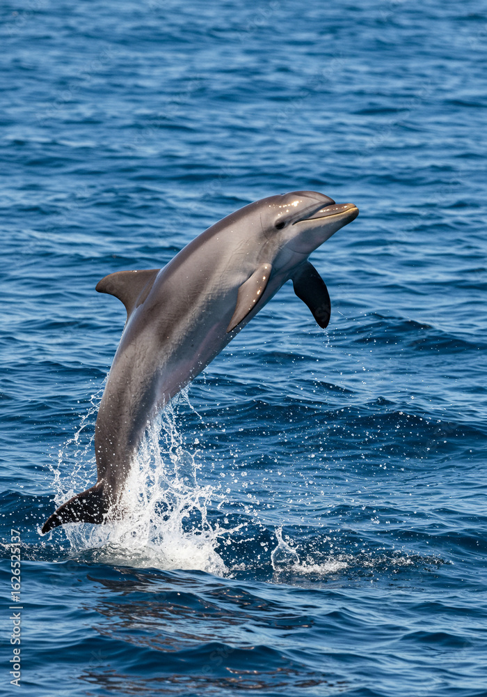 Fototapeta premium A bottlenose dolphin leaps joyfully out of the deep blue ocean water.