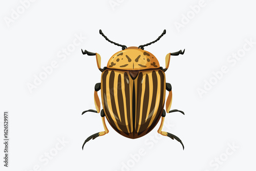 colorado potato beetle