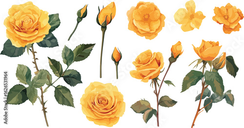 Collection of beautiful yellow roses and unopened buds with green leaves on a white background