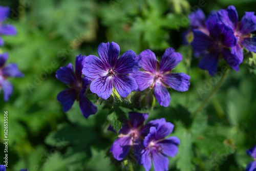 The magnificent geranium stuns with its rich violet colour and elegant petal shape. Its flowers adorn flowerbeds, radiating calm, beauty, and a gentle natural fragrance.