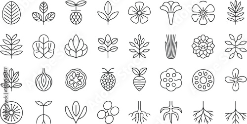 Botanical line art collection of various plants, flowers, leaves, and roots for nature inspired designs