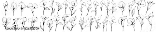 A hand drawn sketch of calla lilies in a doodle style illustration is presented