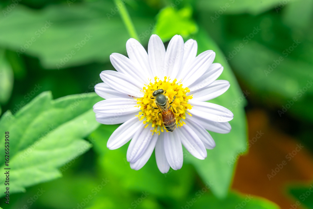 Insects macro taken is on the white flowers Insects macro taken is on the white flowers