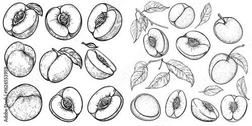 A collection of peaches in monochrome, illustrated in a doodle style, with modern linear elements isolated on a white background